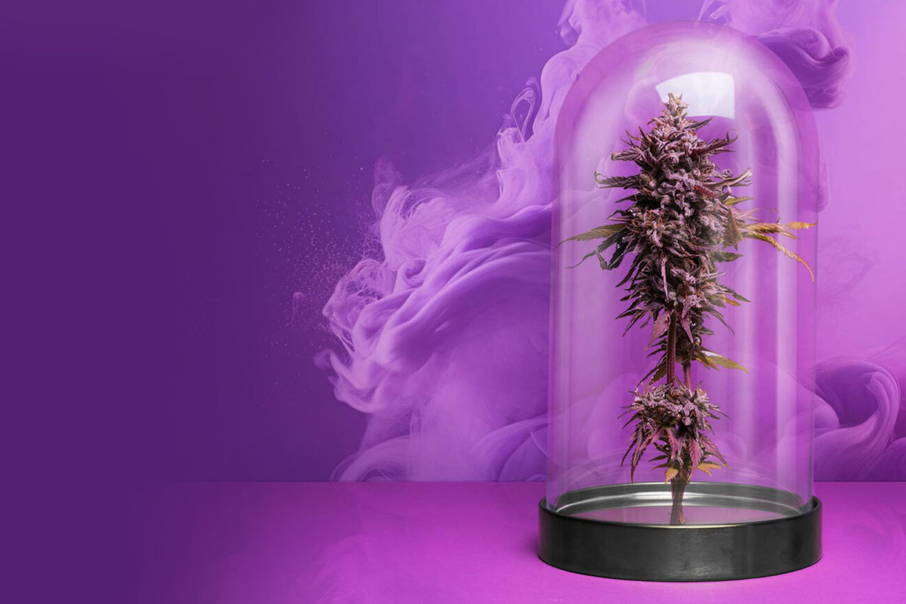 Purple cannabis bud in a glass dome, symbolizing premium dispensary branding in a Lightshade marketing case study.